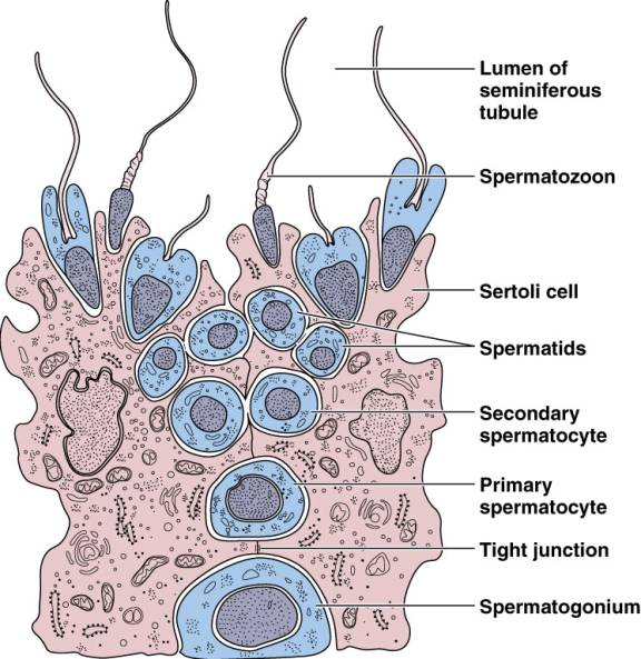 Figure 1 Mechanism of penile erection Nervous Pathways