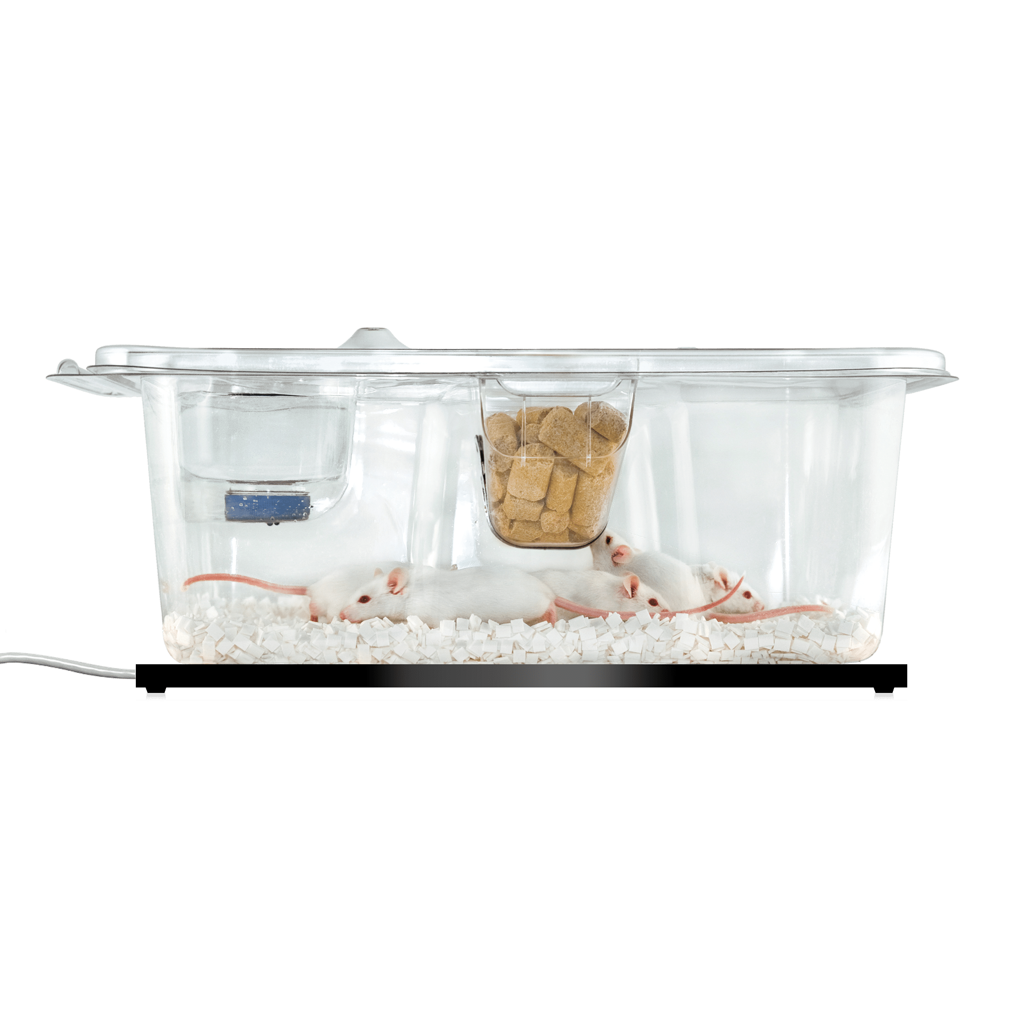 Do Mice Store Food In Their Cheeks