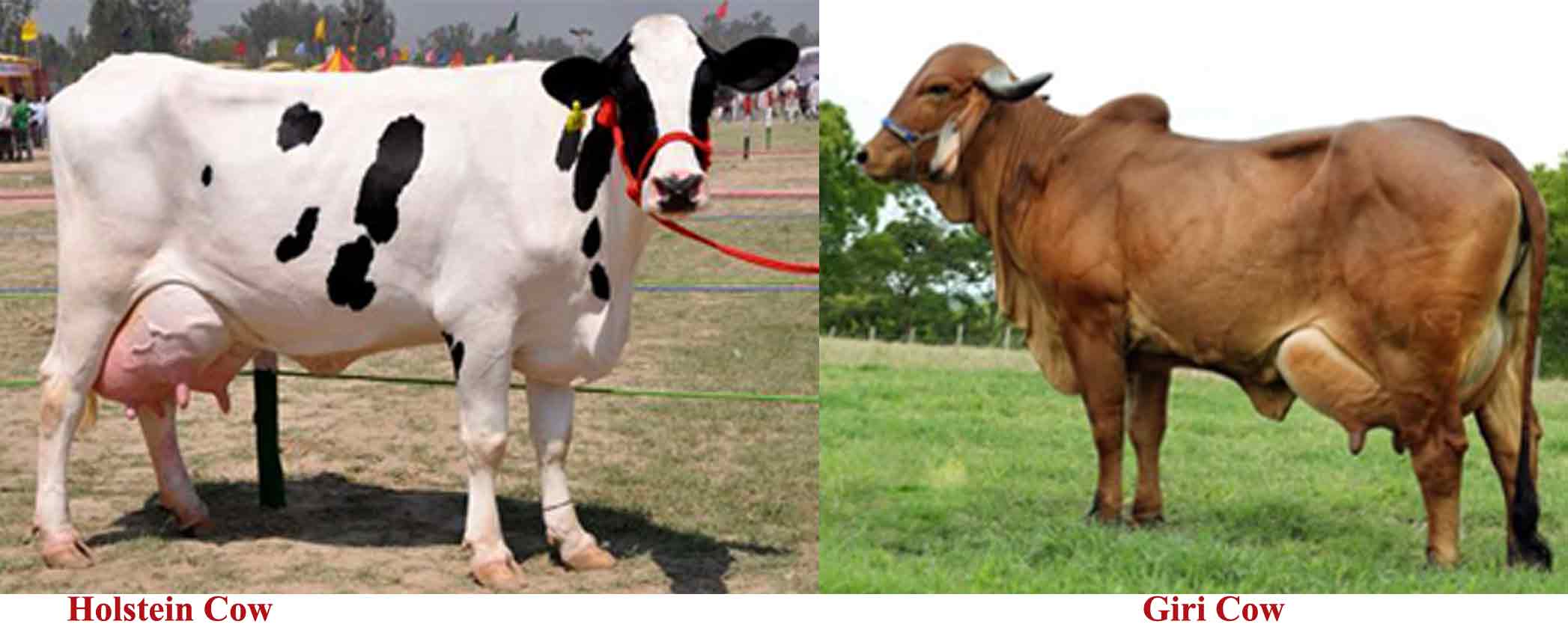 Girilandio Cow Prof. U. K. Atheya, Dairy Animal, India,