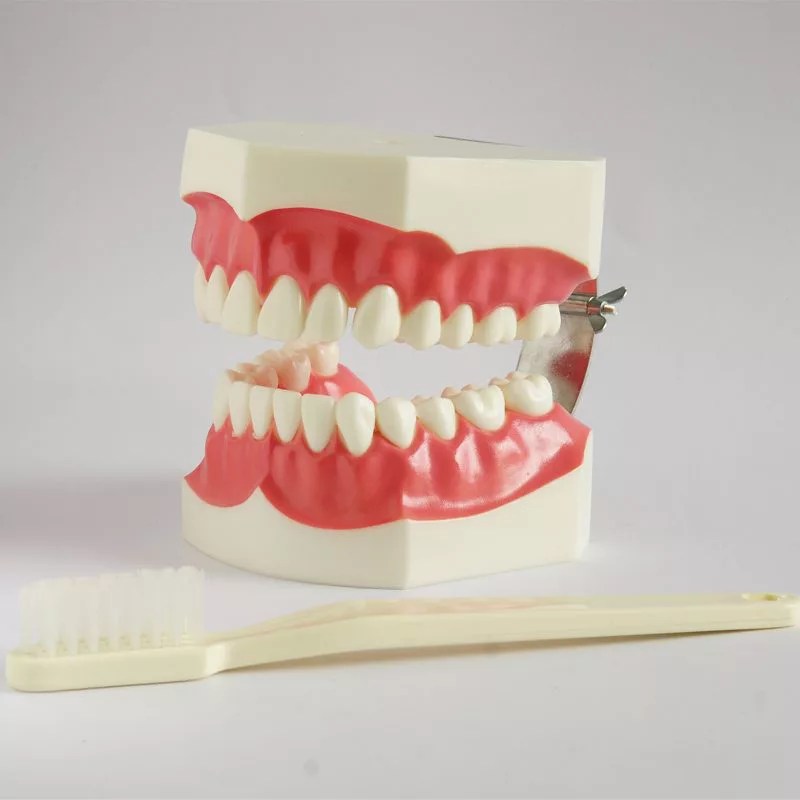 Dental Study Model BDSI Dental Supplies
