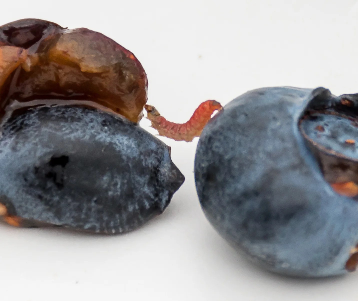 Common Blueberry Pests and Diseases A Guide to Protecting Your Crop