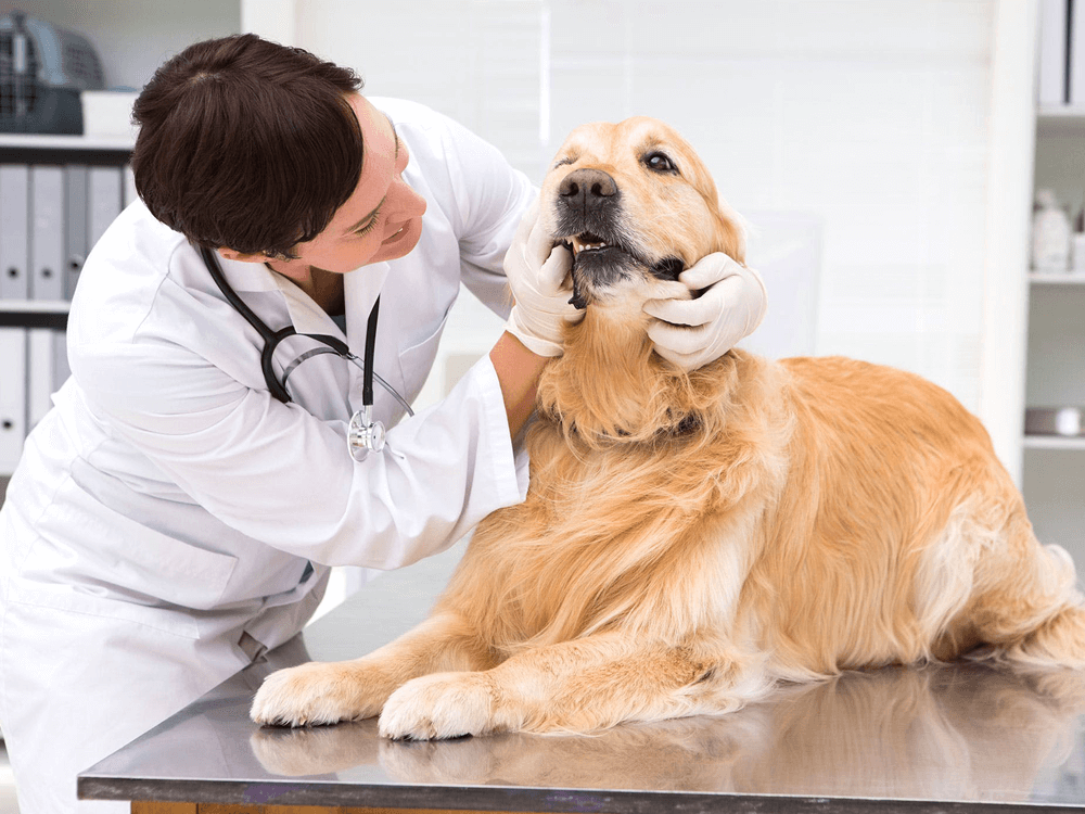 Keep Your Dog's Dental Health in Good Condition