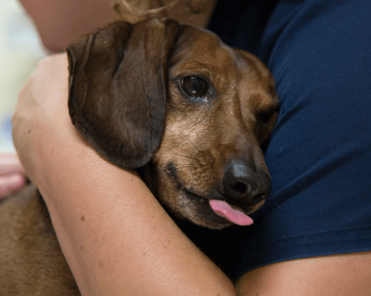 Why Is My Dog Sneezing constantly? 10 Most Common Causes