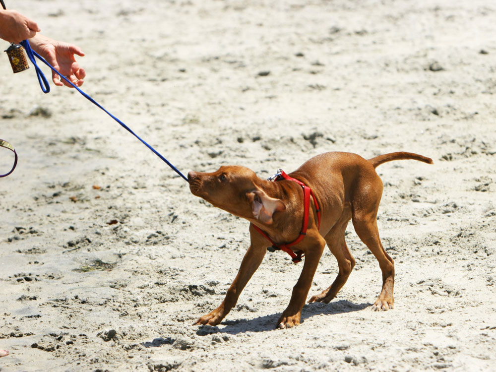 4 Ways to Stop Your Dog from Pulling on Leads UK Pets