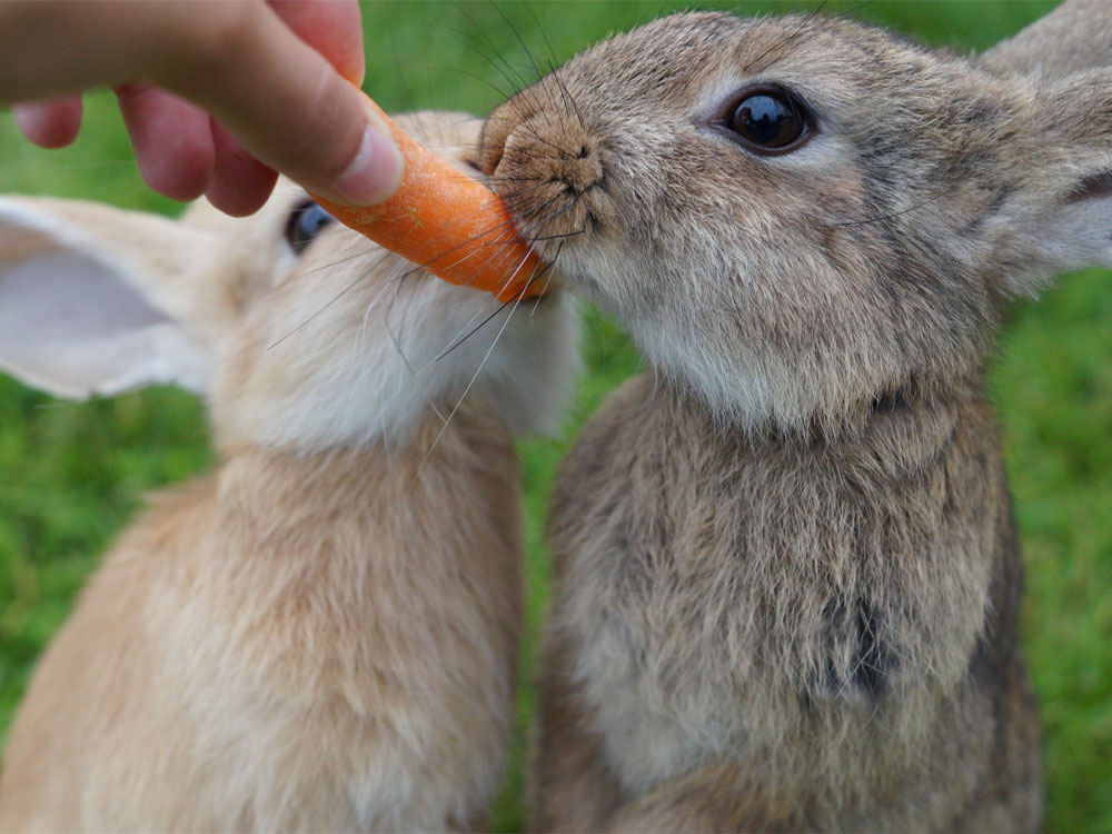 A New Rabbit Owner’s Guide to Caring for a Bunny UK Pets