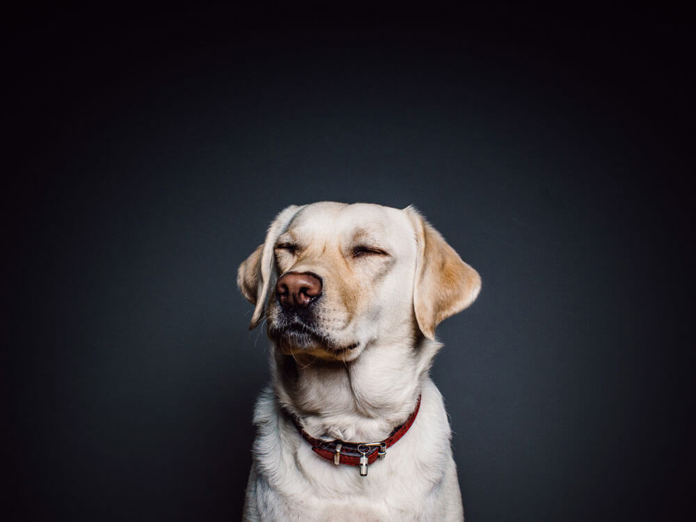 Why Is My Dog Coughing? Here are 7 Possible Causes UK Pets