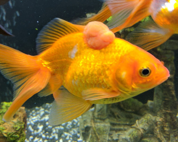 Goldfish Diseases How to Tell If Your Goldfish Is Sick UK Pets