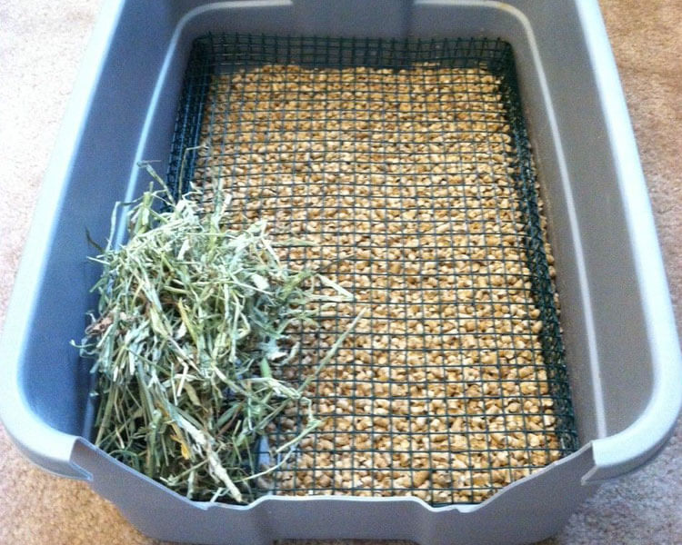A Simple Guide to Rabbit Litter Training UK Pets