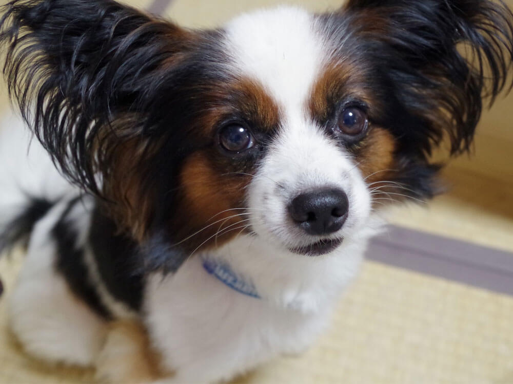 9 Smartest Small Dog Breeds UK Pets