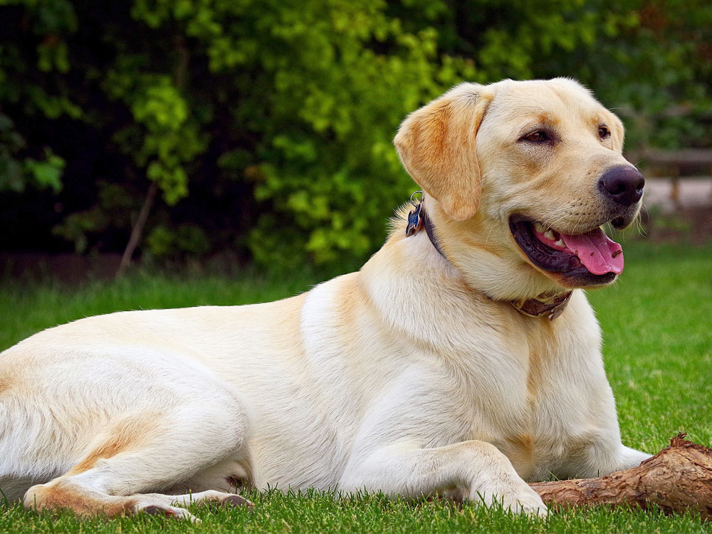 Britain's Top 100 Dogs Live Staffordshire Bull Terrier