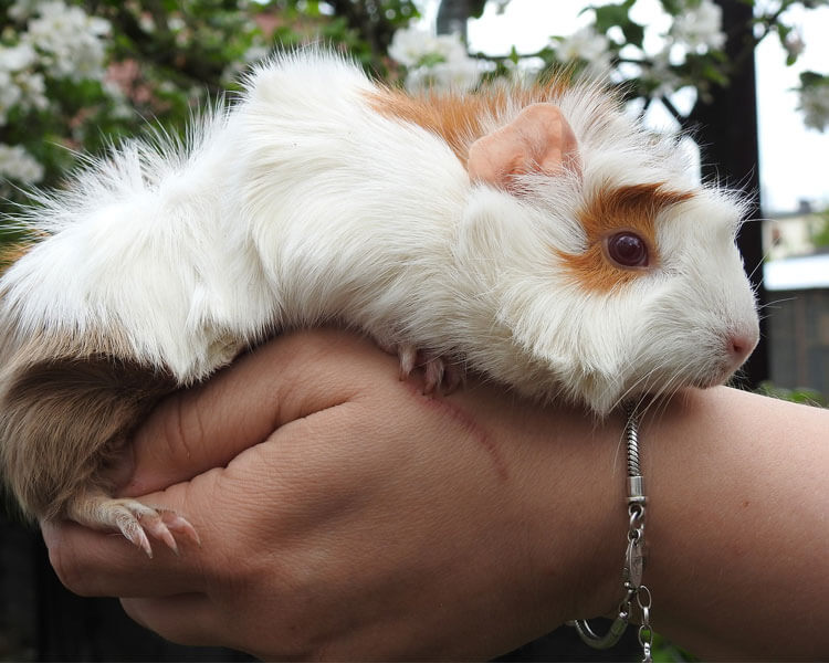 Bringing A New Guinea Pig Home How to Interact with a Cavy UK Pets