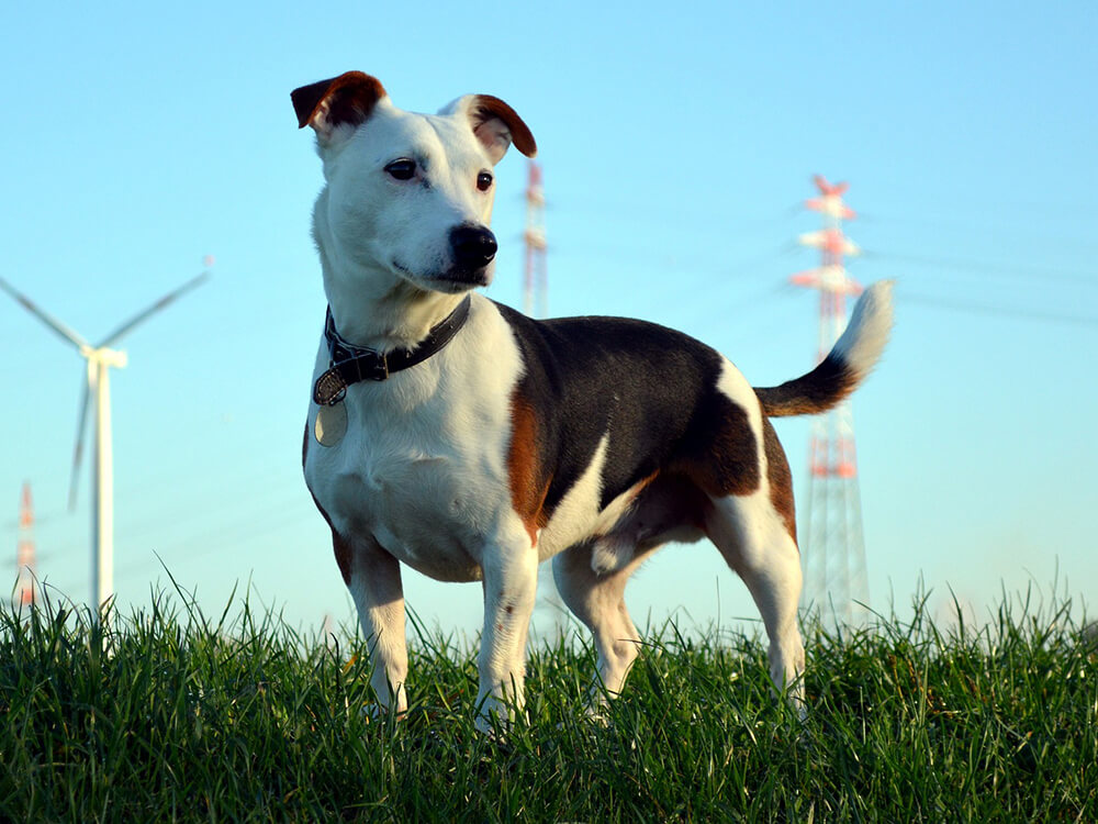 Parson Russell Terrier vs. Jack Russell Terrier