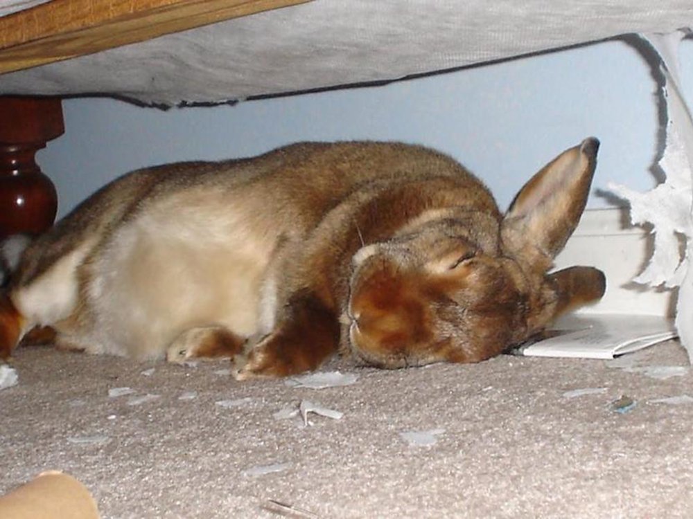 How to Deal with Destructive Behaviour in Rabbits