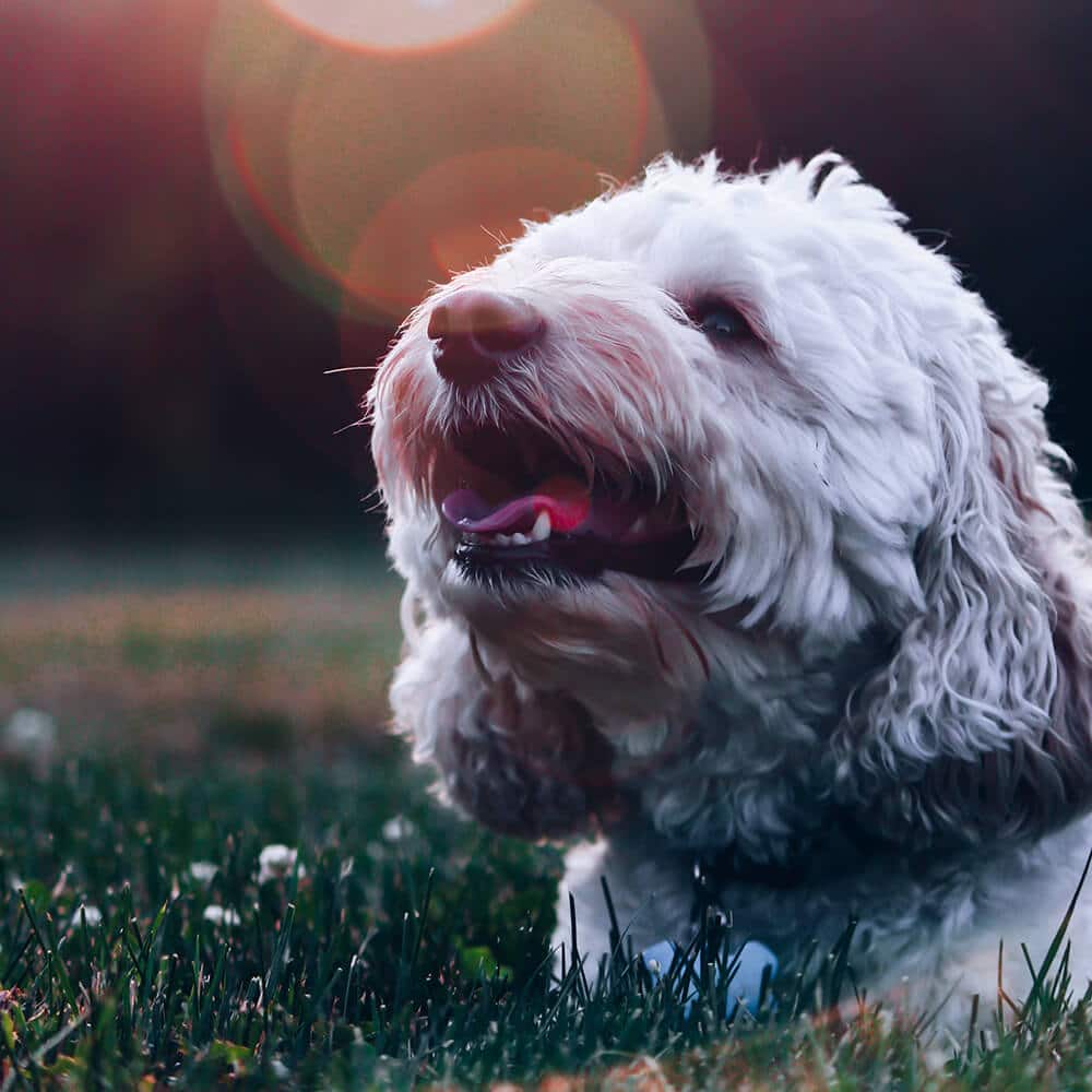 How Much is a Cockapoo Buying Price, Cost of Care UK Pets