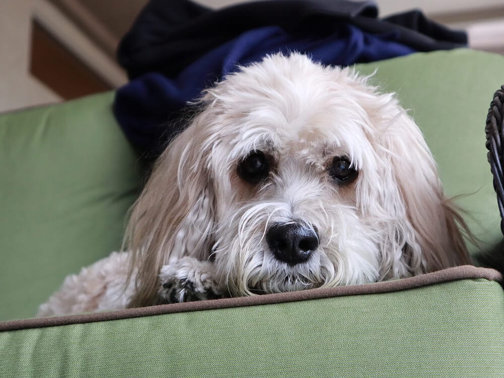 How Much is a Cockapoo Buying Price, Cost of Care UK Pets