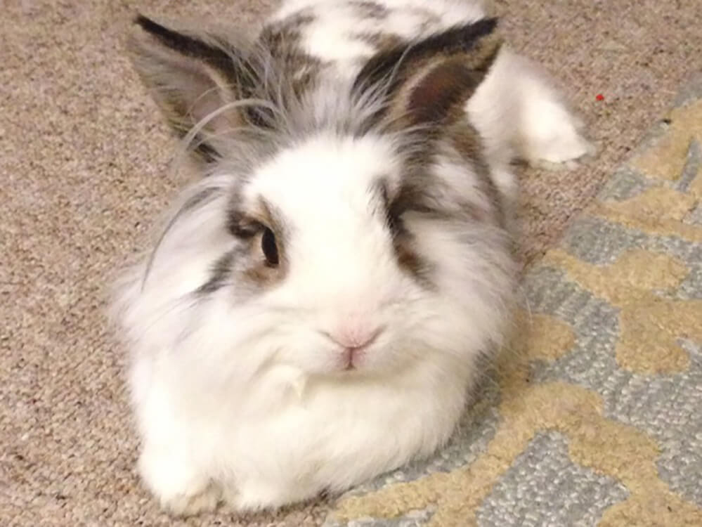 lionhead Rabbit Breed Information Price, Care Guide UK