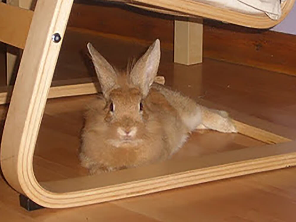 lionhead Rabbit Breed Information Price, Care Guide UK