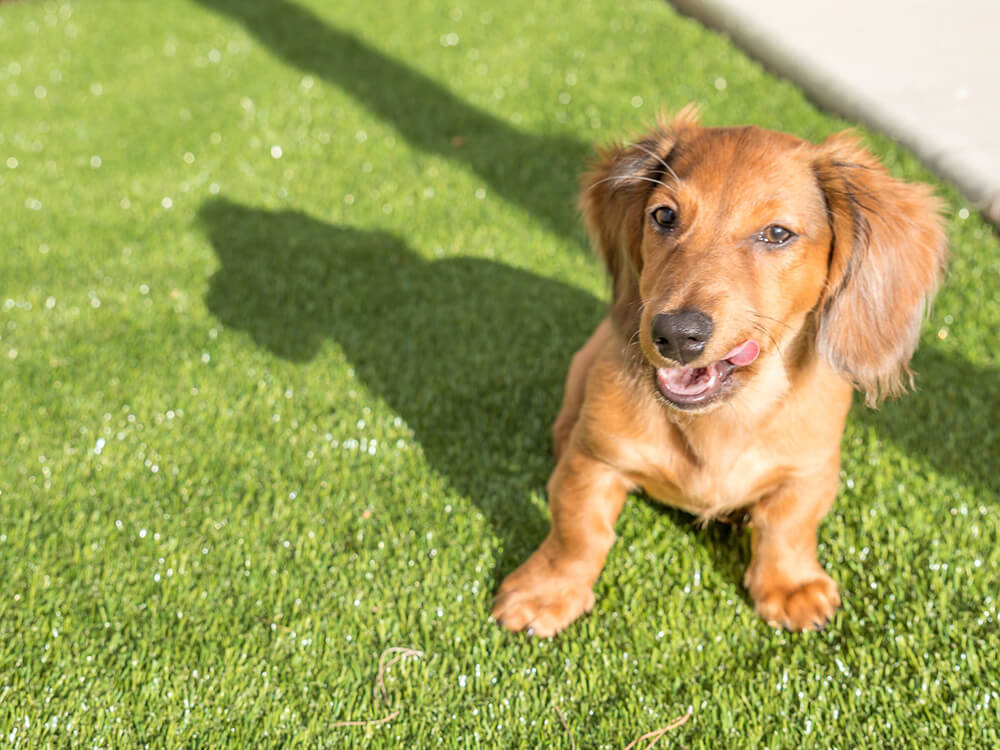Detailed Answers On How Big Does a Miniature Dachshund Get