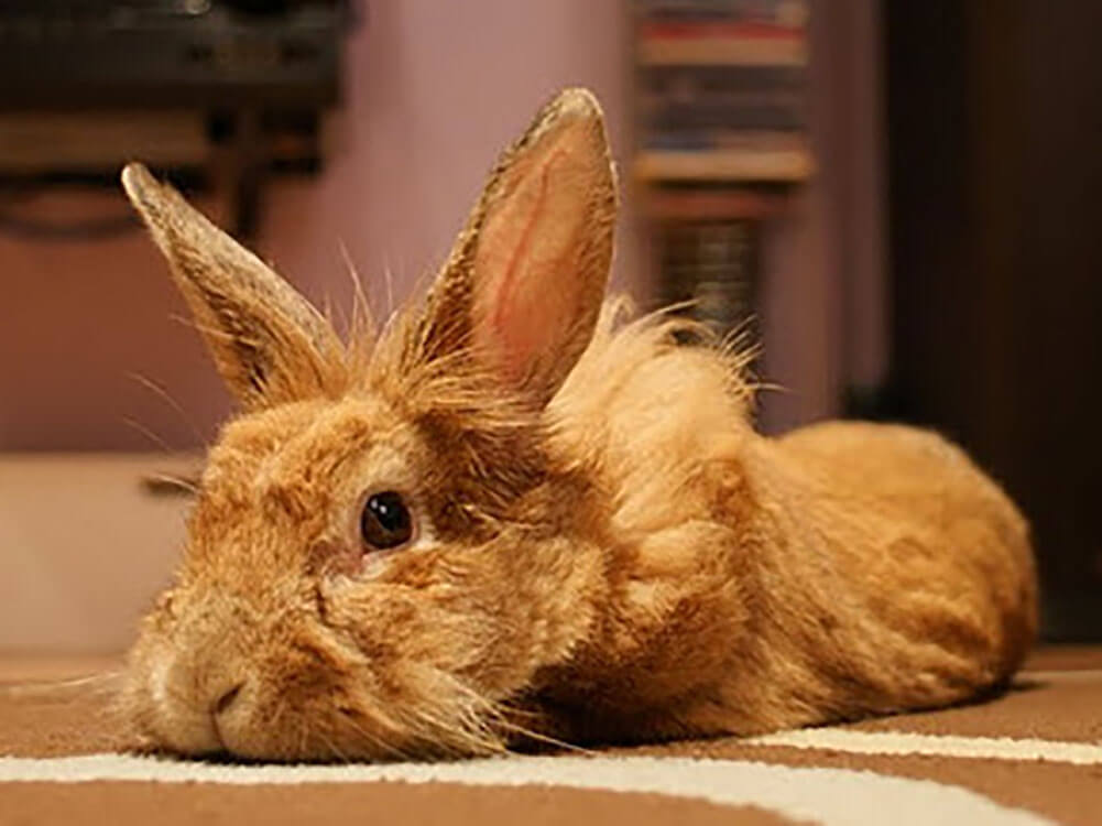 lionhead Rabbit Breed Information Price, Care Guide UK