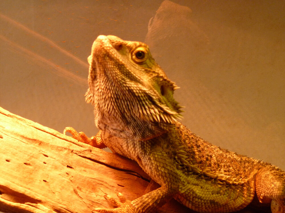 Bearded Dragon Breed Information Costs and Care Guide UK Pets