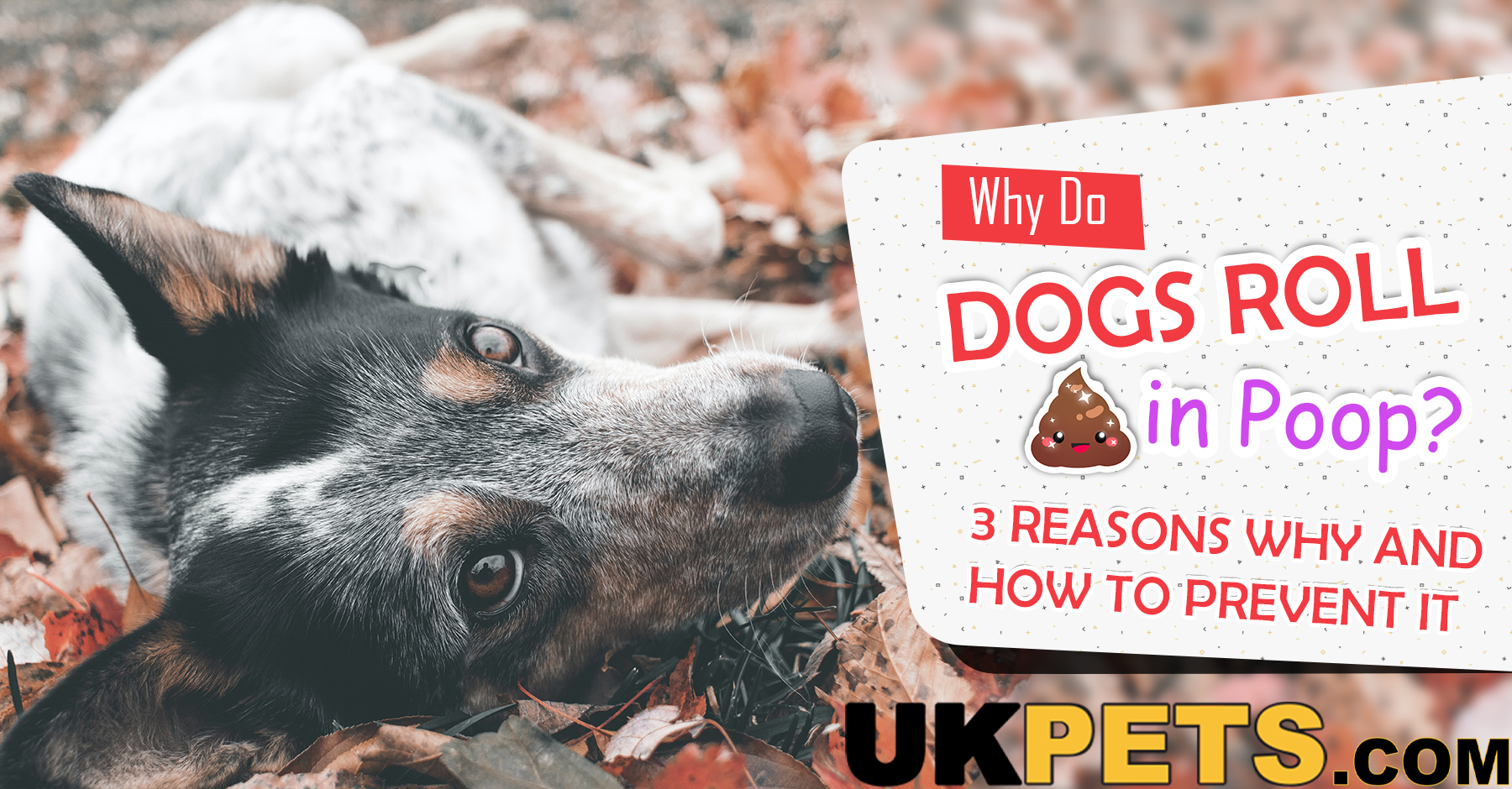 Why Does My Female Dog Roll In Poop