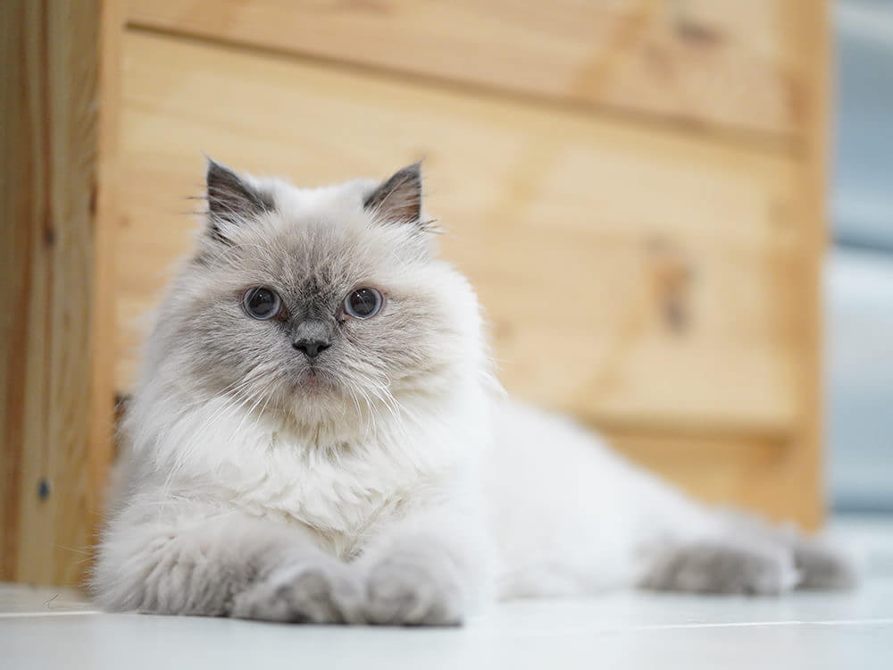 The 20 MostLoved Fluffy Cat Breeds UK Pets
