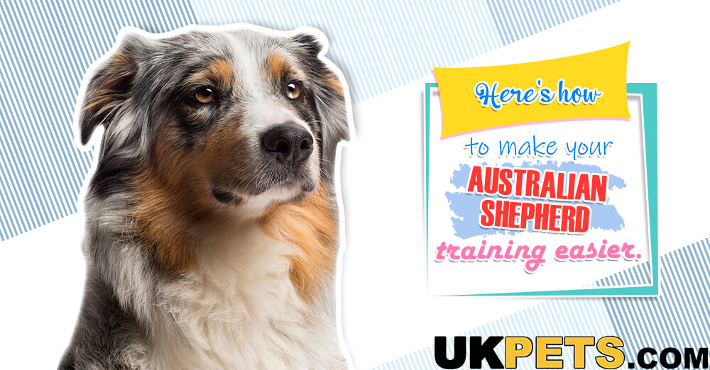 Easy to Follow Australian Shepherd Training Guide UK Pets