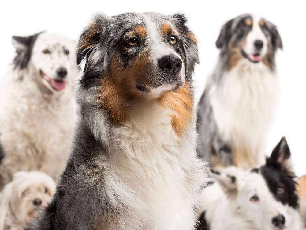 What Size Crate For A Australian Shepherd