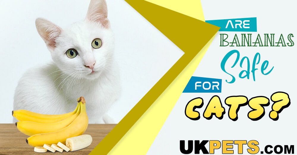 Can Cats Eat Bananas? Is It a Safe Fruit for Cats UK Pets