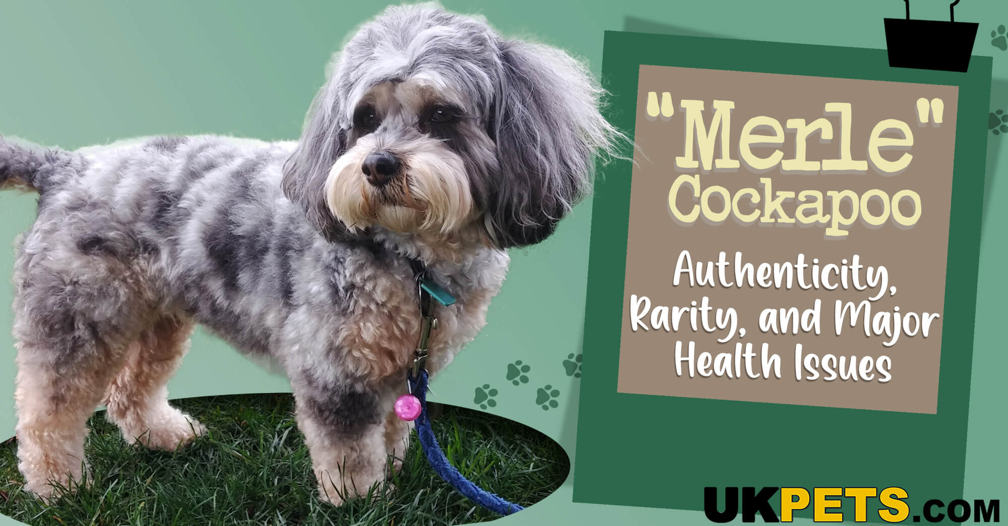 Merle Cockapoo Authenticity, Rarity, and Major Health Issues