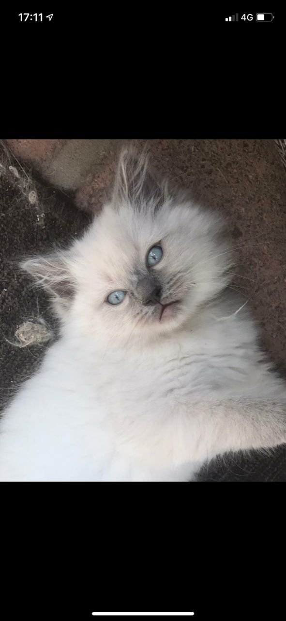 Gccf Ragdoll Kittens Ready March 217970 UK Pets