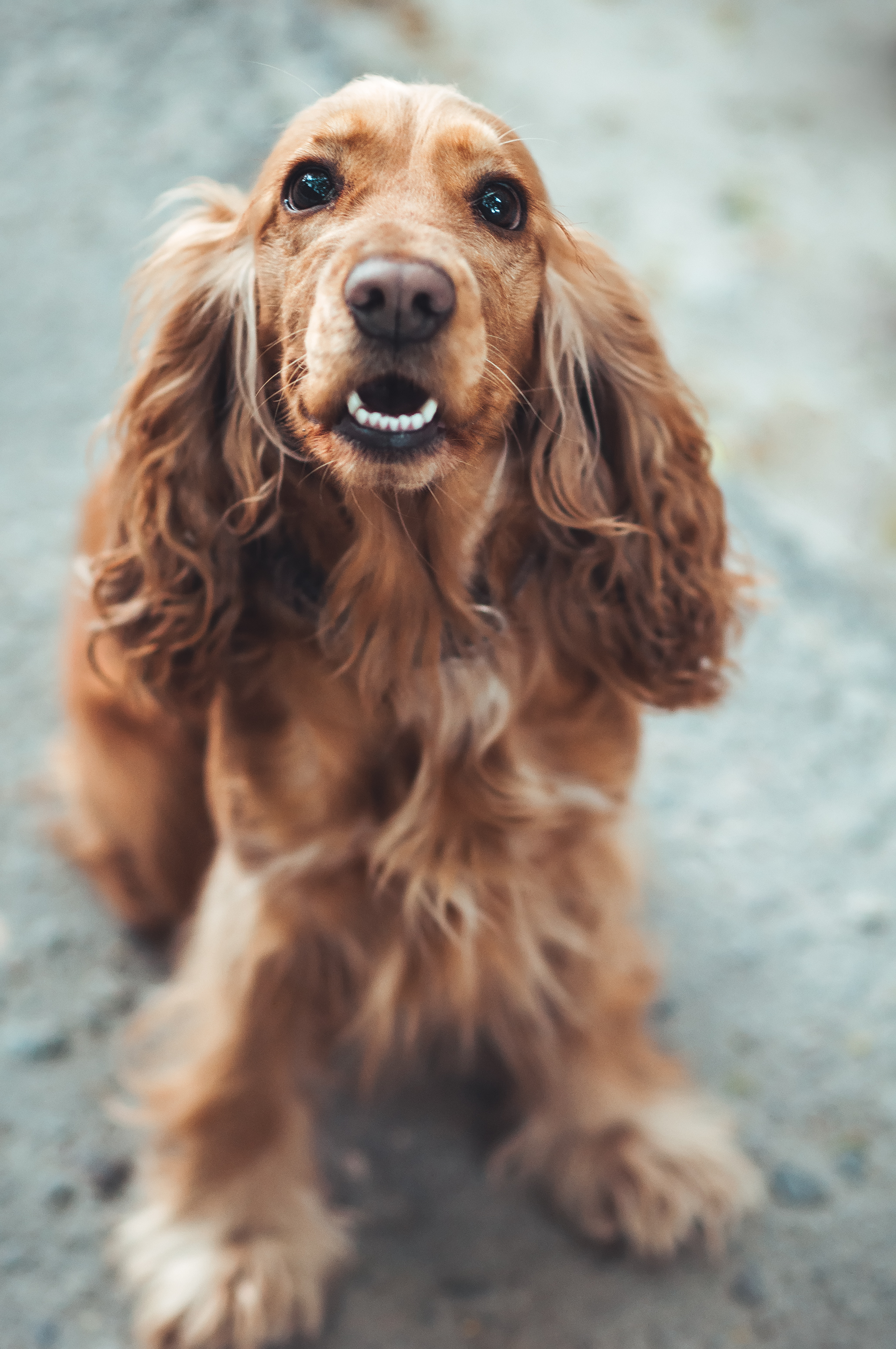 WANTED cocker spaniel puppy for high energy family. 239287 UK Pets