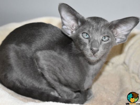 Oriental Cats And Kittens For Sale In The Uk