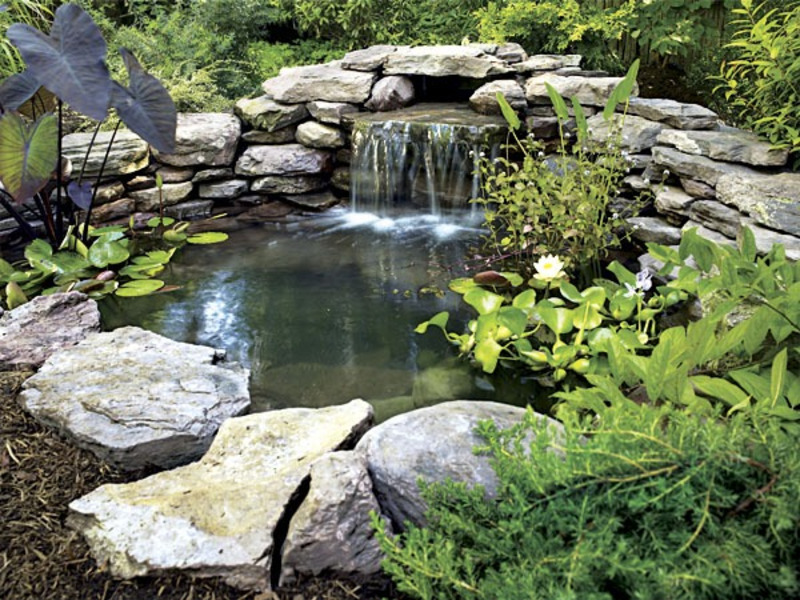 How to attract wildlife to your garden using ponds, birdbaths and water