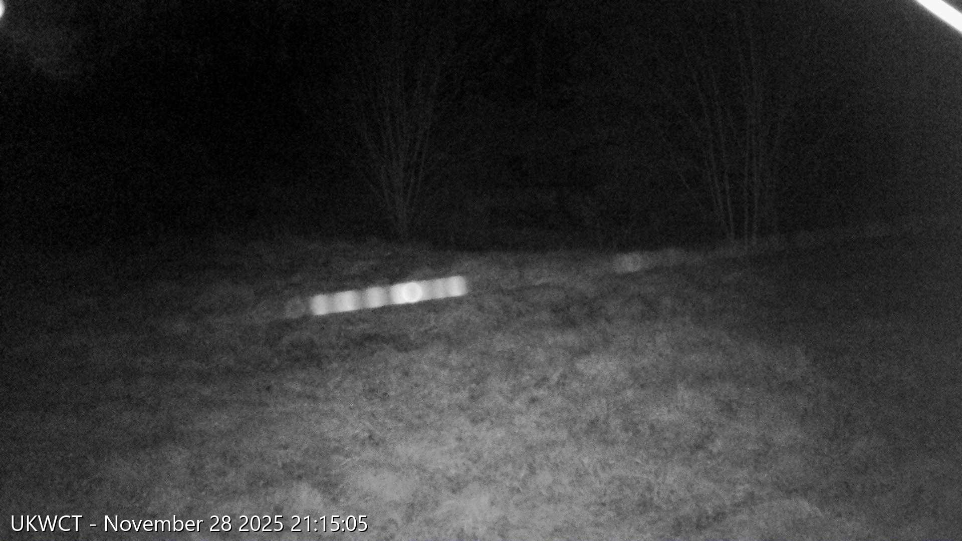 Wolf webcam Torak The UK Wolf Conservation Trust