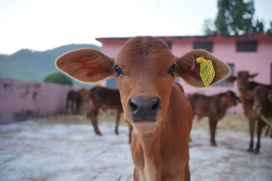 ULDB Uttarakhand Livestock Development Board