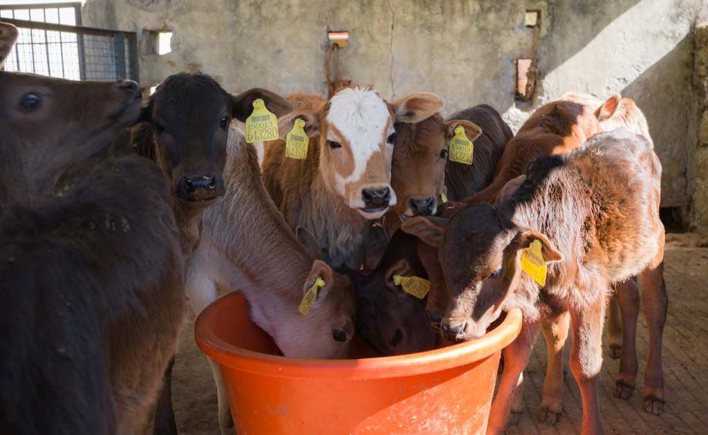 ULDB Uttarakhand Livestock Development Board
