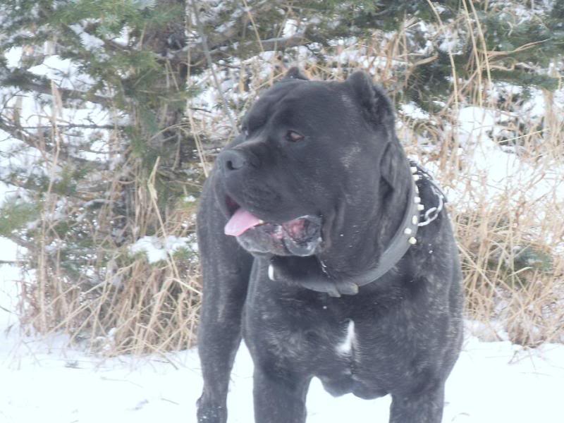 88+ Cane Corso Breeders Alberta l2sanpiero