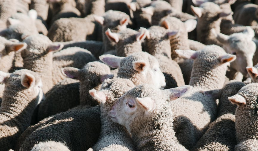 Flock Increase Ultimate In The Beginning Bible Study Blog