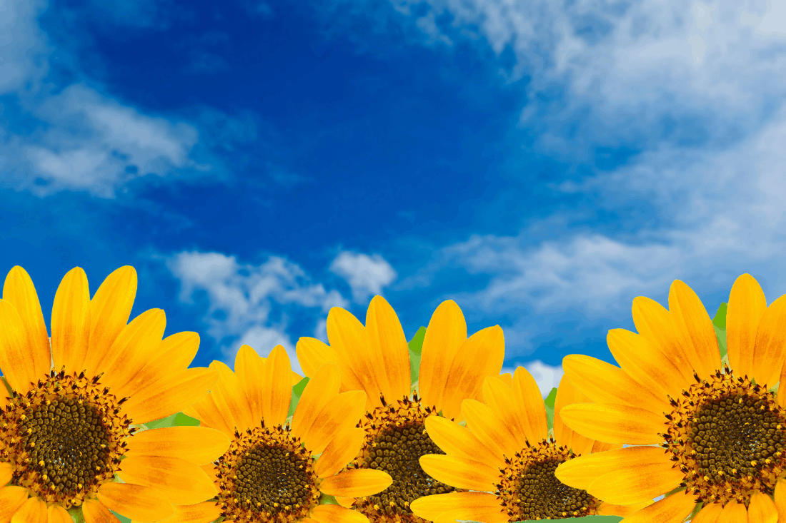 Ultimate Flower Quiz Questions and Answers (2023 Quiz)