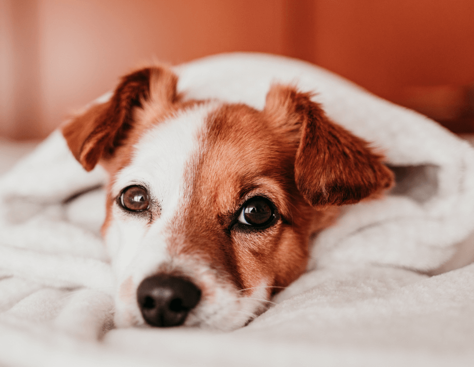Why Your Dog is Restless at Night Ultimates
