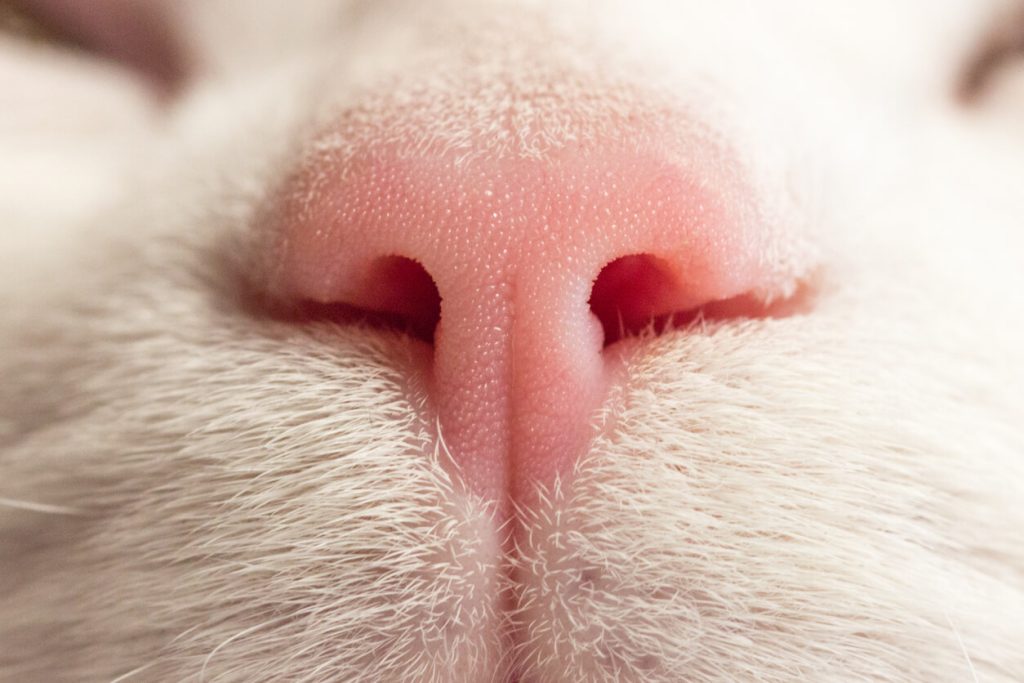 How Cats Smell Ultimates