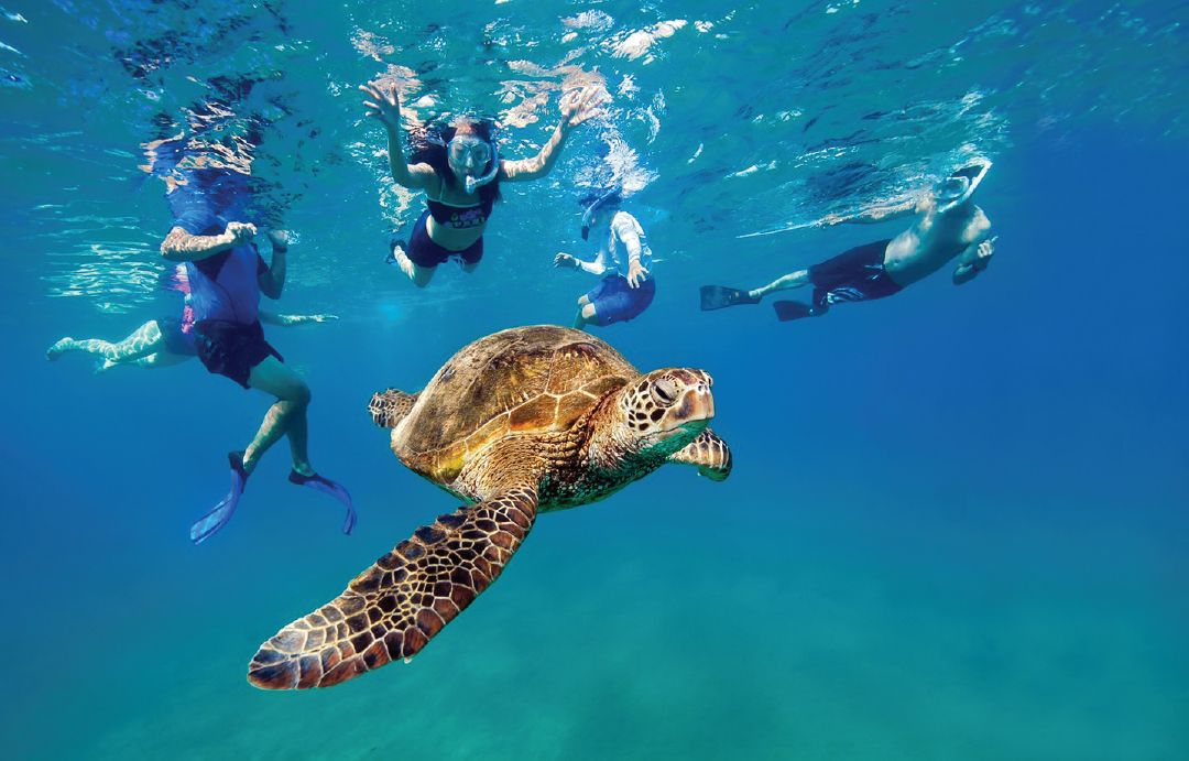 How to Snorkel Safely With Sea Turtles in Maui