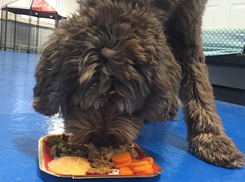 Pricing Luxury Dog Boarding Cleveland, OH