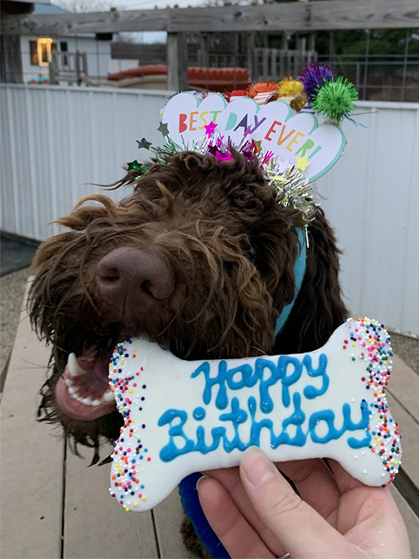 Pricing Luxury Dog Boarding Cleveland, OH