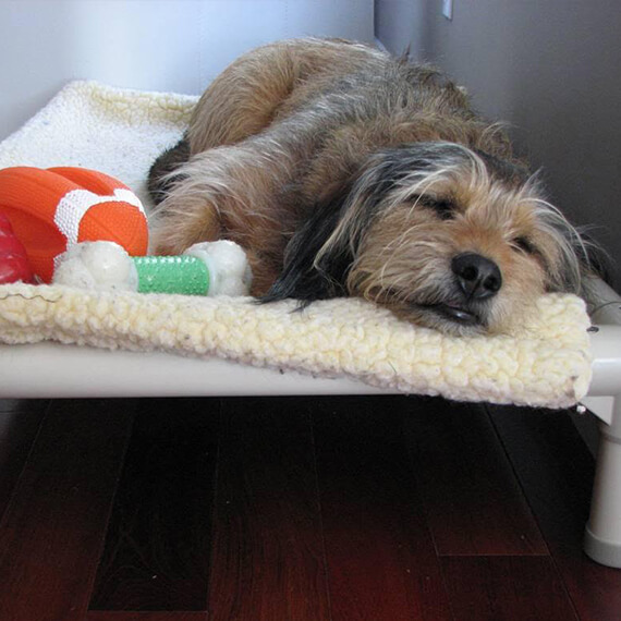 Pricing Luxury Dog Boarding Cleveland, OH