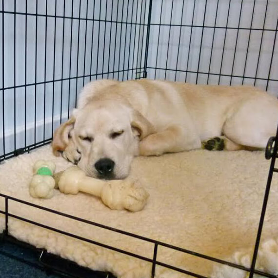 Pricing Luxury Dog Boarding Cleveland, OH