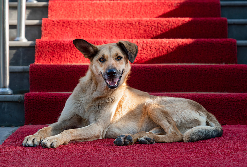 Pricing Luxury Dog Boarding Cleveland, OH