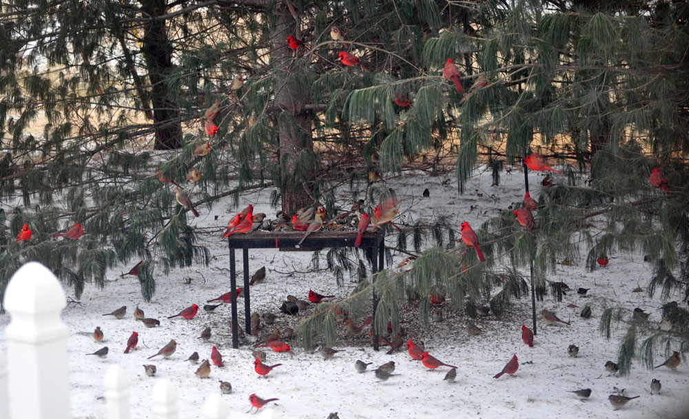 Flock of Cardinals