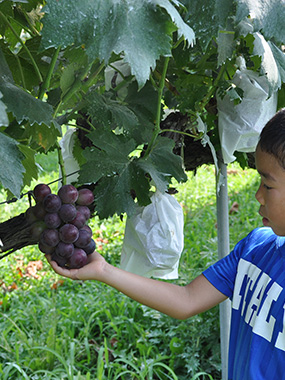 （有）フルーツ王国やさか 京丹後市観光スポット 海の京都観光圏